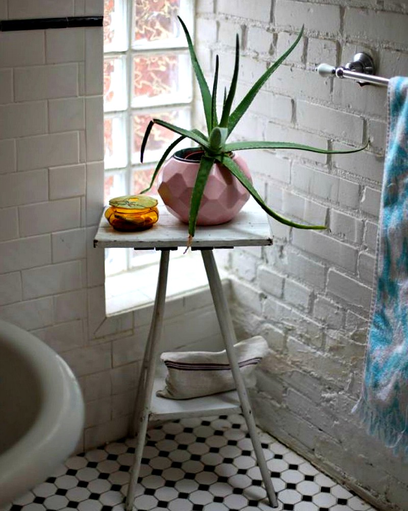 14 Bathroom Plant Ideas That Will Brighten Your Home - Aloe Vera