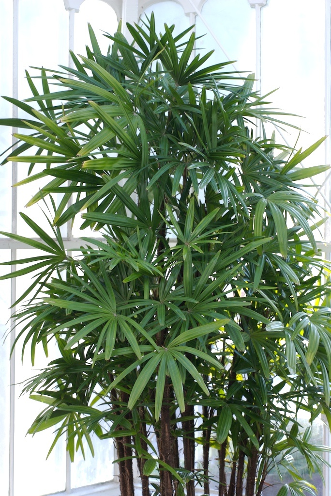 Bamboo Palm Tree in Bathroom