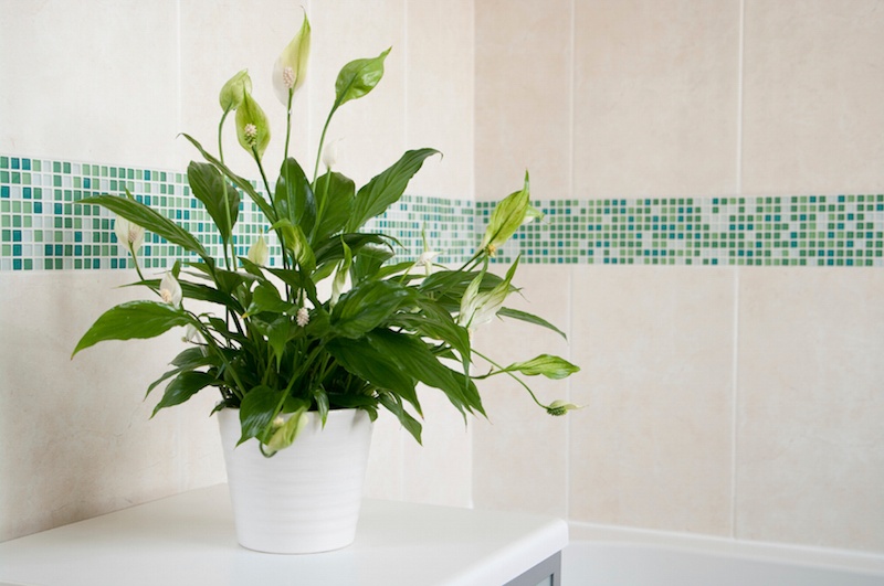 14 Bathroom Plant Ideas That Will Brighten Your Home - Peace Lily