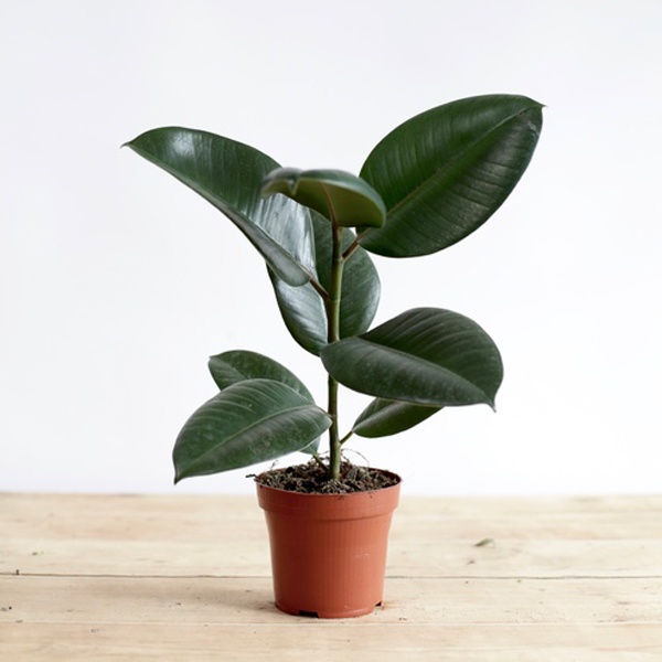 14 Bathroom Plant Ideas That Will Brighten Your Home - Rubber Plant