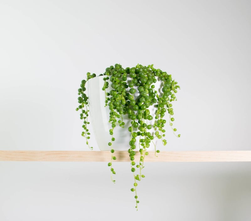 14 Bathroom Plant Ideas That Will Brighten Your Home - String of Pearls