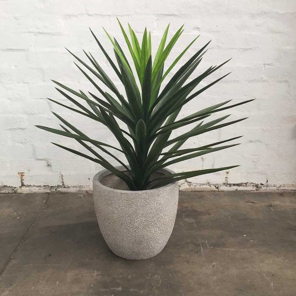 14 Bathroom Plant Ideas That Will Brighten Your Home - Yucca
